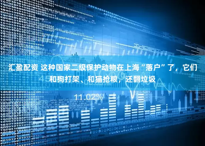 汇盈配资 这种国家二级保护动物在上海“落户”了，它们和狗打架、和猫抢粮，还翻垃圾